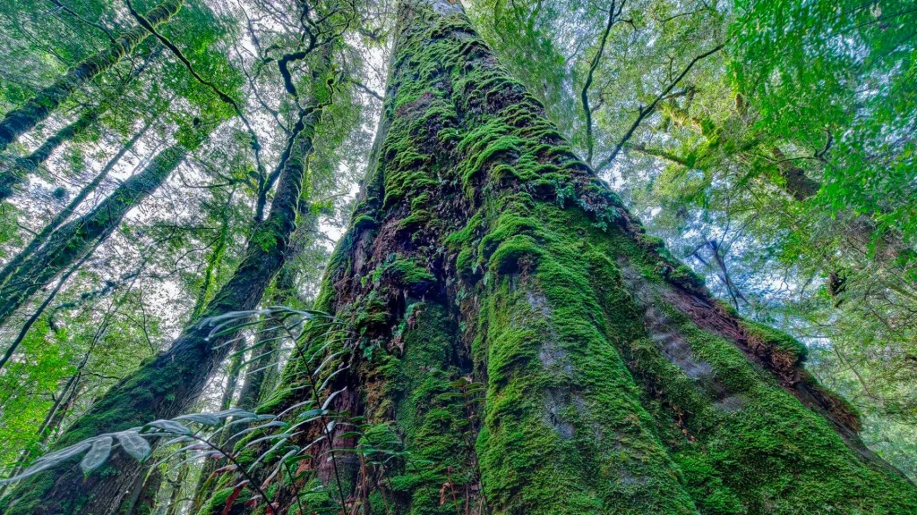 Forets floor