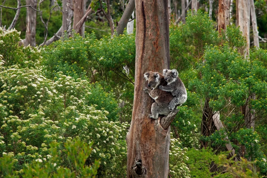 Koalas