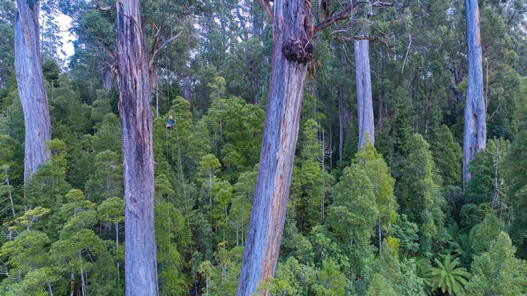Native forests campaign