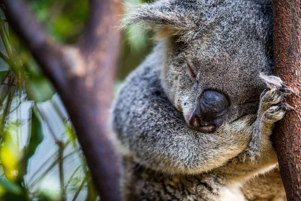 Koalas