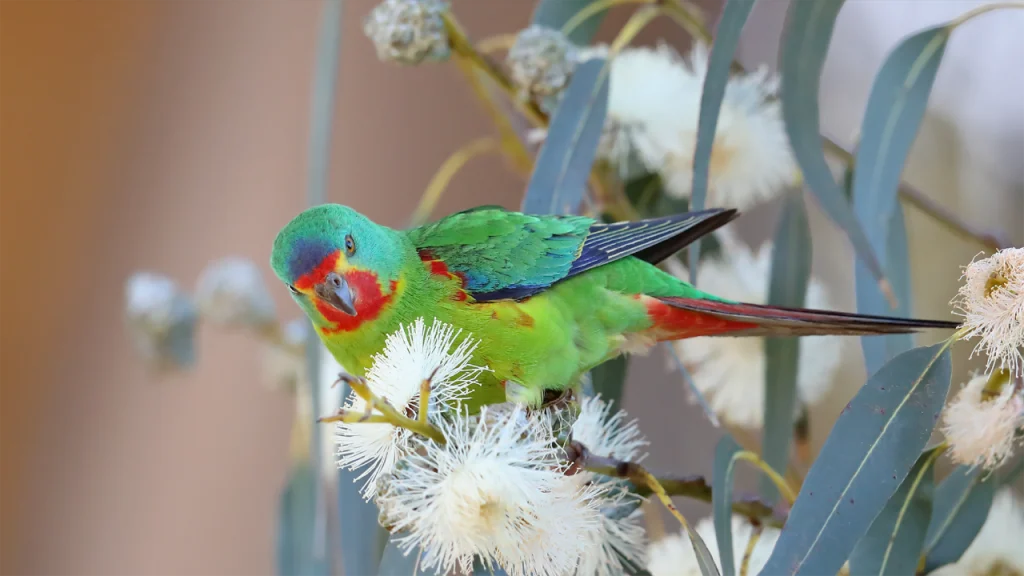 Biomass Swift Parrot