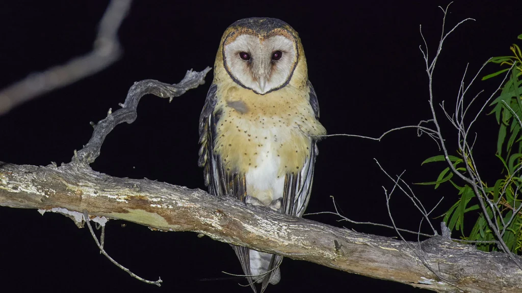 Masked owl rob blakers
