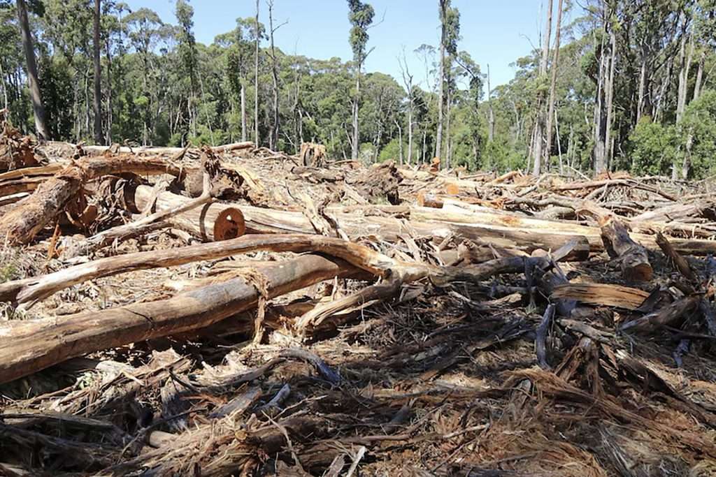 Wombat Forest