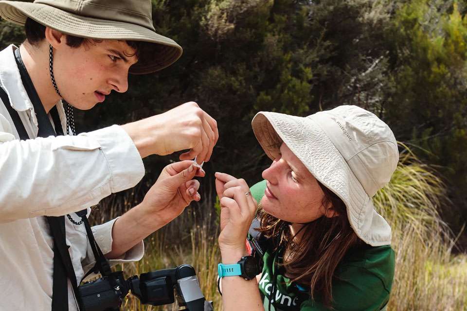 Volunteer at Bioblitz