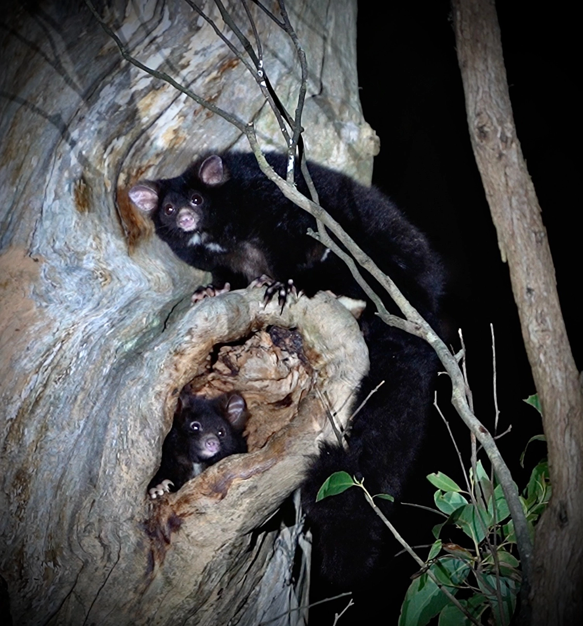 Save Glenbog from logging